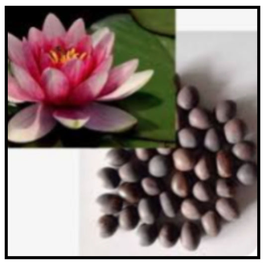 Lotus Seeds