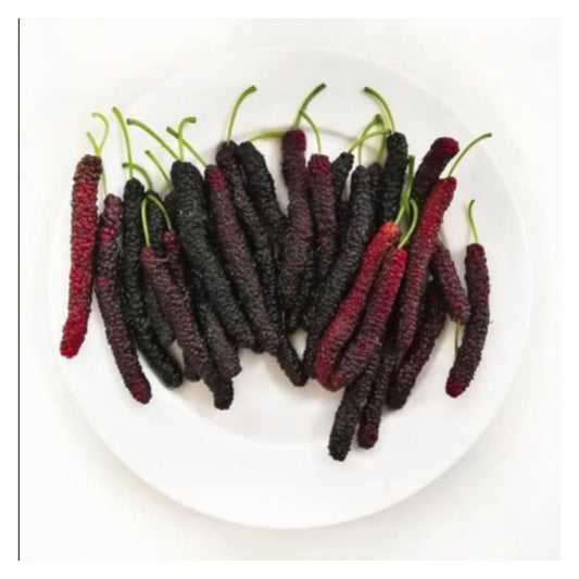 Sweet And Healthy All Time Long Finger Mulberry/Shahtoot Fruit seeds