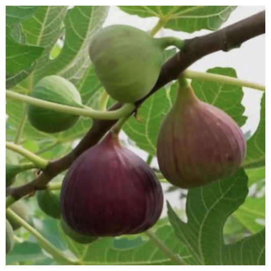 CARIBBEAN HYBRID FIG ANJEER FRUIT Seed(Pack of 2)