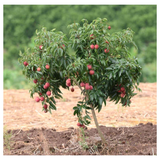 Litchi Fruit 20 Seeds