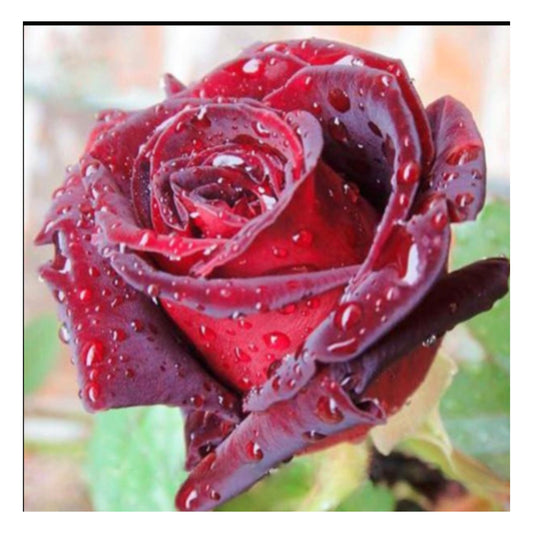 Blood Rose Seeds Red Black - Perennial - Authentic Seeds