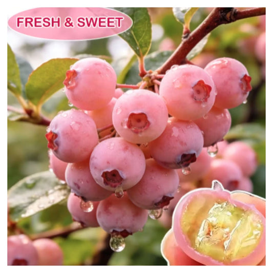 Premium Pink Blueberry Seeds with plant growth supplement Buy 1 Get 1 Free