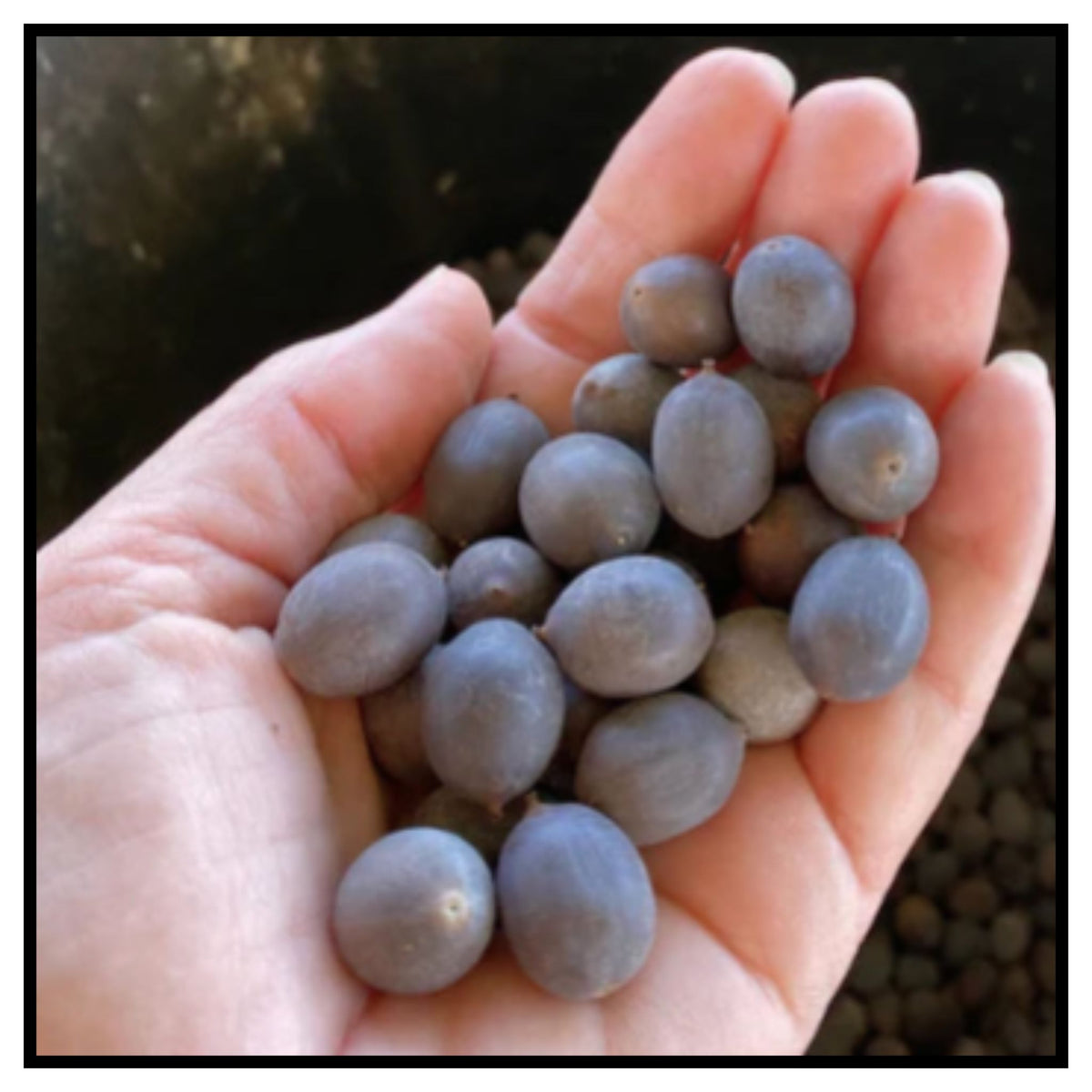 Japanese Bonsai Multicolour Bowl Lotus Seeds (7 Days Germination) - Buy 1 Get 1 Packet FREE