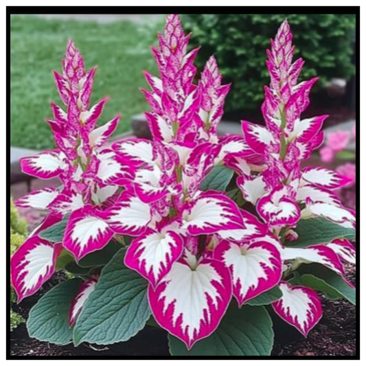🌿 Mixed Hosta Seeds for Planting Outdoors – Vibrant Coleus Plant with Striking Magenta Pink and White Variegated Leaves and Upright Flower Spikes in Garden Background for Landscaping