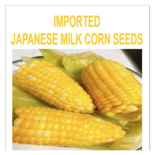 IMPORTED ANESE MILK CORN SEEDS - with Plant Growth
