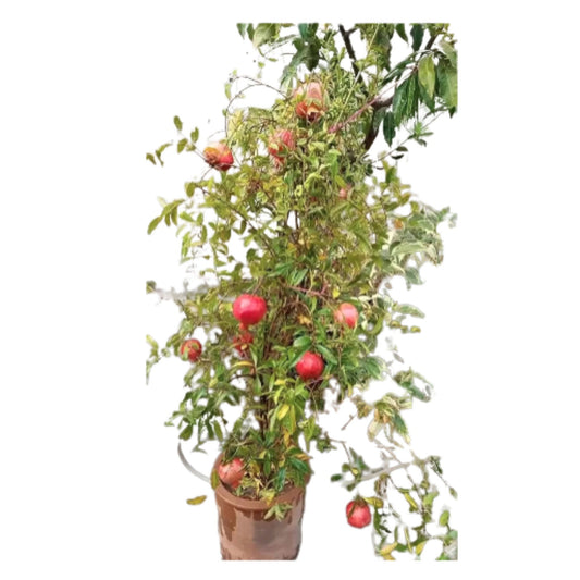 Pomegranate Fruit Seeds Enhances beauty of garden, landscapes etc.