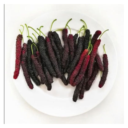 Sweet And Healthy All Time Long Finger Mulberry/Shahtoot Fruit seeds