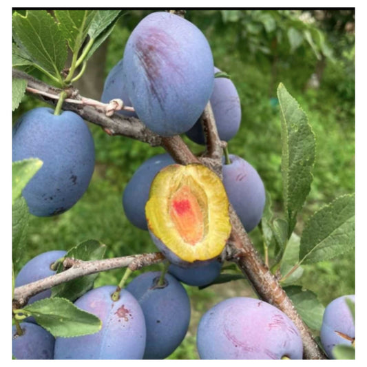 Blue Honey Goddess Plum Seeds | Sweet and Delicious