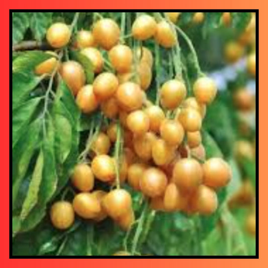 Wampee Seeds - Yellow Peel Fruit