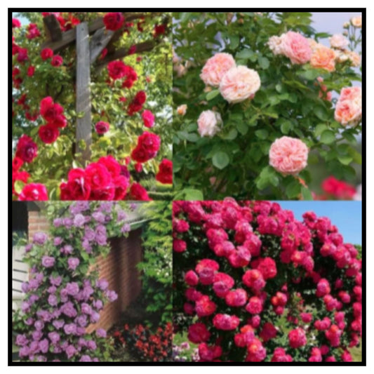 Elegant Climbing Rose Flower Seeds With Plant Growth Suplement