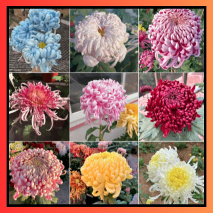 Giant Chrysanthemum Seeds
