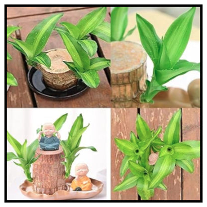 Lucky Brazil Wood Potted Plant ( Pack Of 1 )