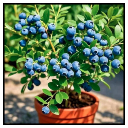 Giant Blueberry Fruits seeds Pack of 1 with plant growth supplement