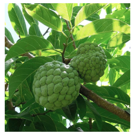 Custard Apple Super Green seeds