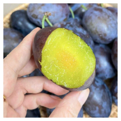 Blue Honey Goddess Plum Seeds | Sweet and Delicious
