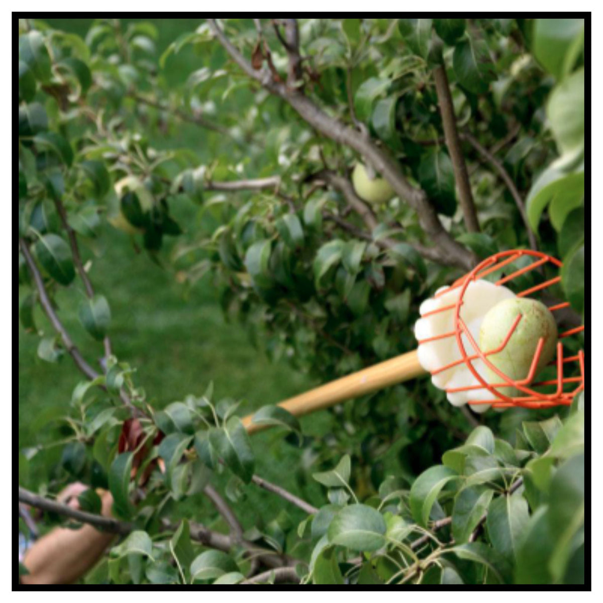 Fruit Picker Tool