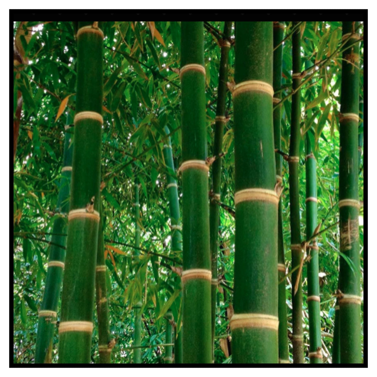 IMPORTED SEEDS GIANT DRAGON ON BAMBOO SEEDS