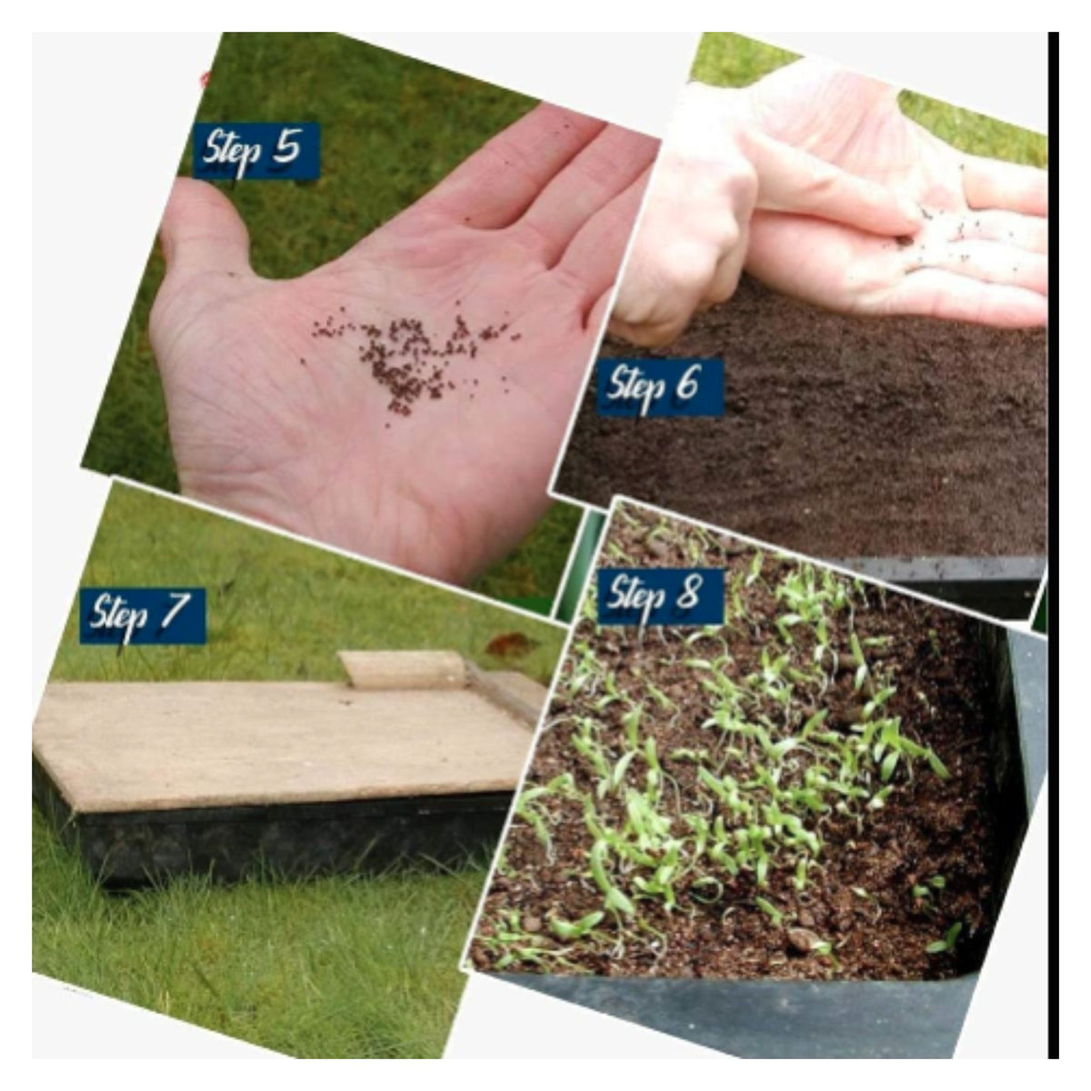 IMPORTED ANESE MILK CORN SEEDS - with Plant Growth