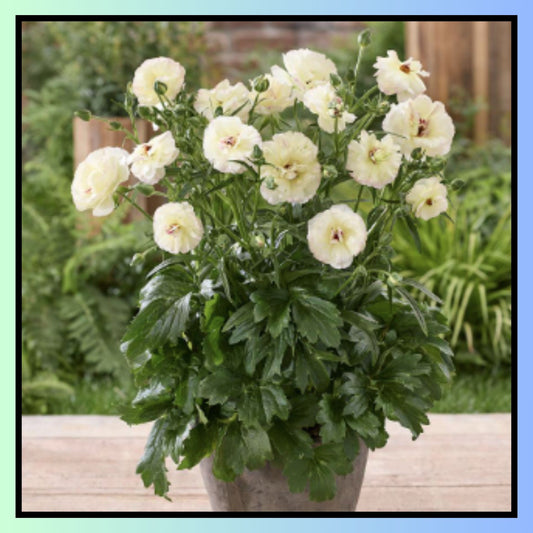 Double Moss Rose seeds + 100 grams Organic potmix Free
