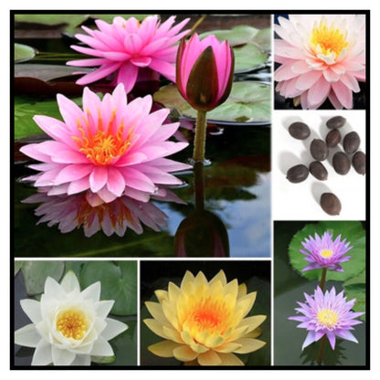 Lotus Seeds