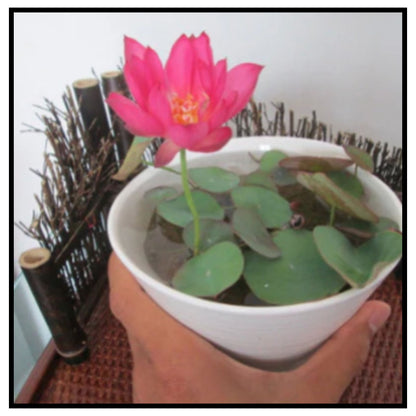 Japanese Bonsai Multicolour Bowl Lotus Seeds (7 Days Germination) - Buy 1 Get 1 Packet FREE