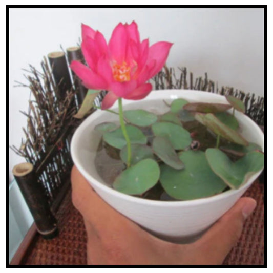 Japanese Bonsai Multicolour Bowl Lotus Seeds (7 Days Germination) - Buy 1 Get 1 Packet FREE