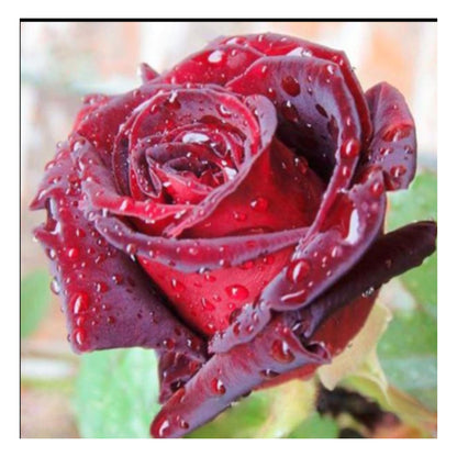 Blood Rose Seeds Red Black - Perennial - Authentic Seeds