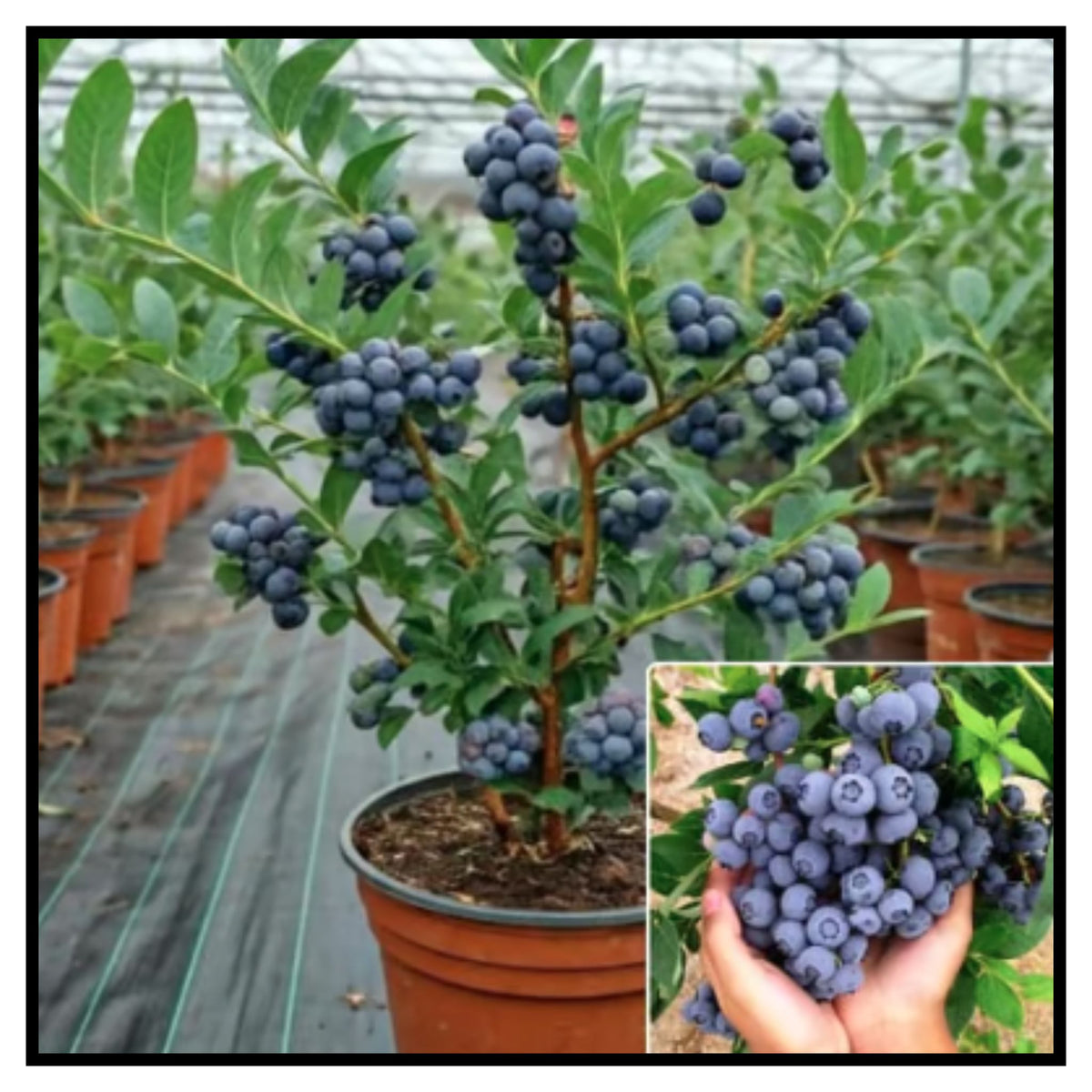 Giant Blueberry Fruits seeds Pack of 1 with plant growth supplement