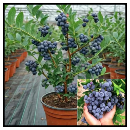 Giant Blueberry Fruits seeds Pack of 1 with plant growth supplement
