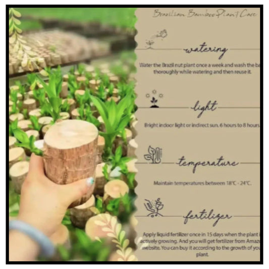 Lucky Brazil Wood Potted Plant ( Pack Of 1 )