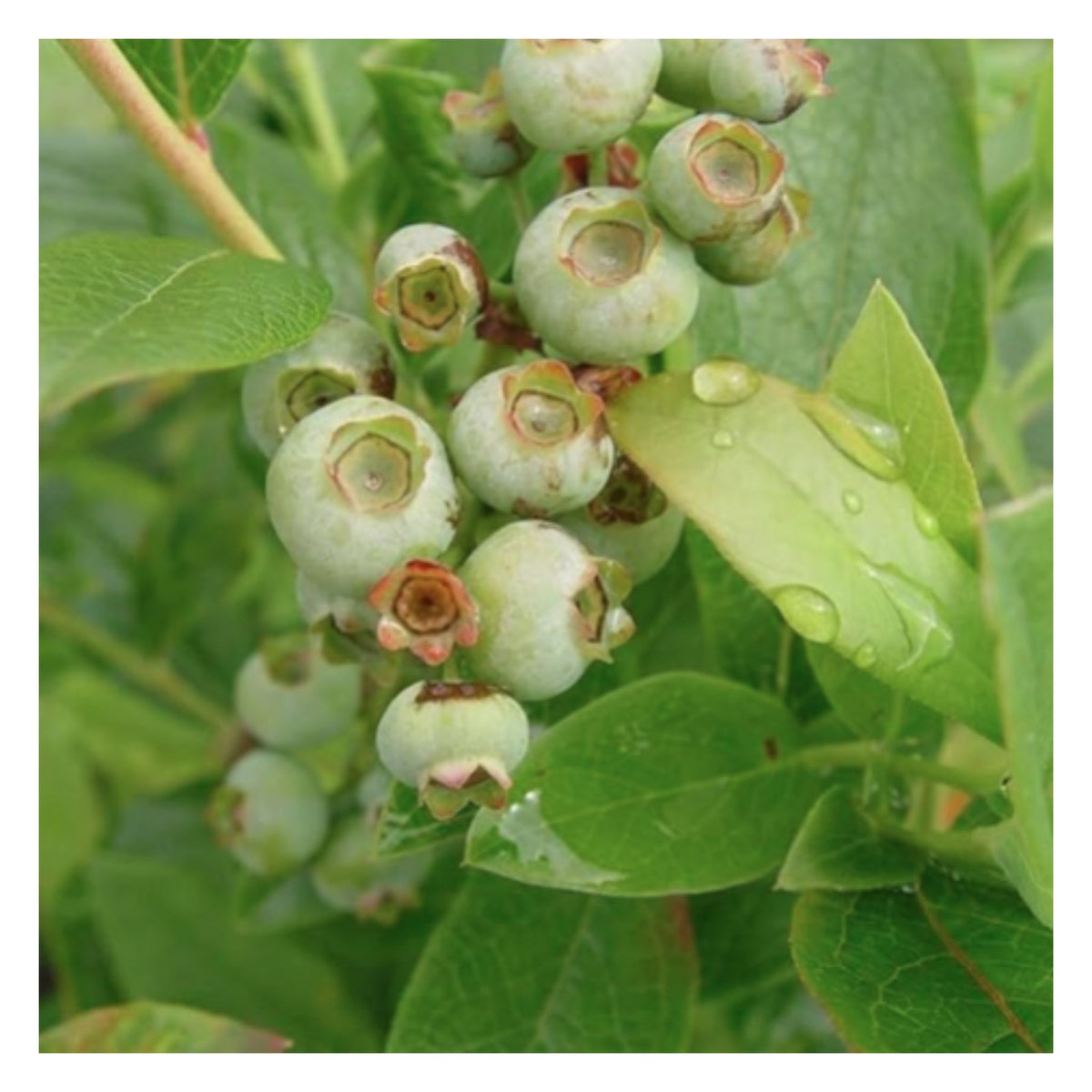 Rare Hybrid Bush Blueberry Fruit Live Plant seeds