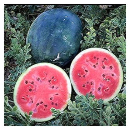 Golden Hills Farm Hybrid Watermelon Fruit Seeds