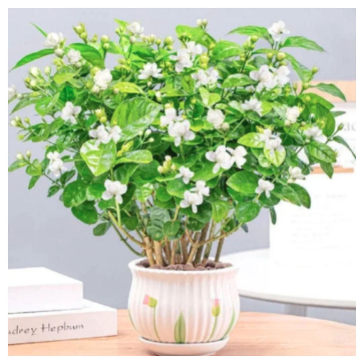 Jasmine Seeds (Pack of 1) with Plant growth serum