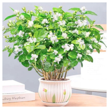 Jasmine Seeds (Pack of 1) with Plant growth serum