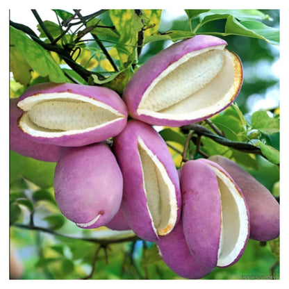 August Melon Seeds Akebia quinata plant, the chocolate vine or five-leaf akebia