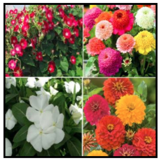 mixed flower seed (multicolour)