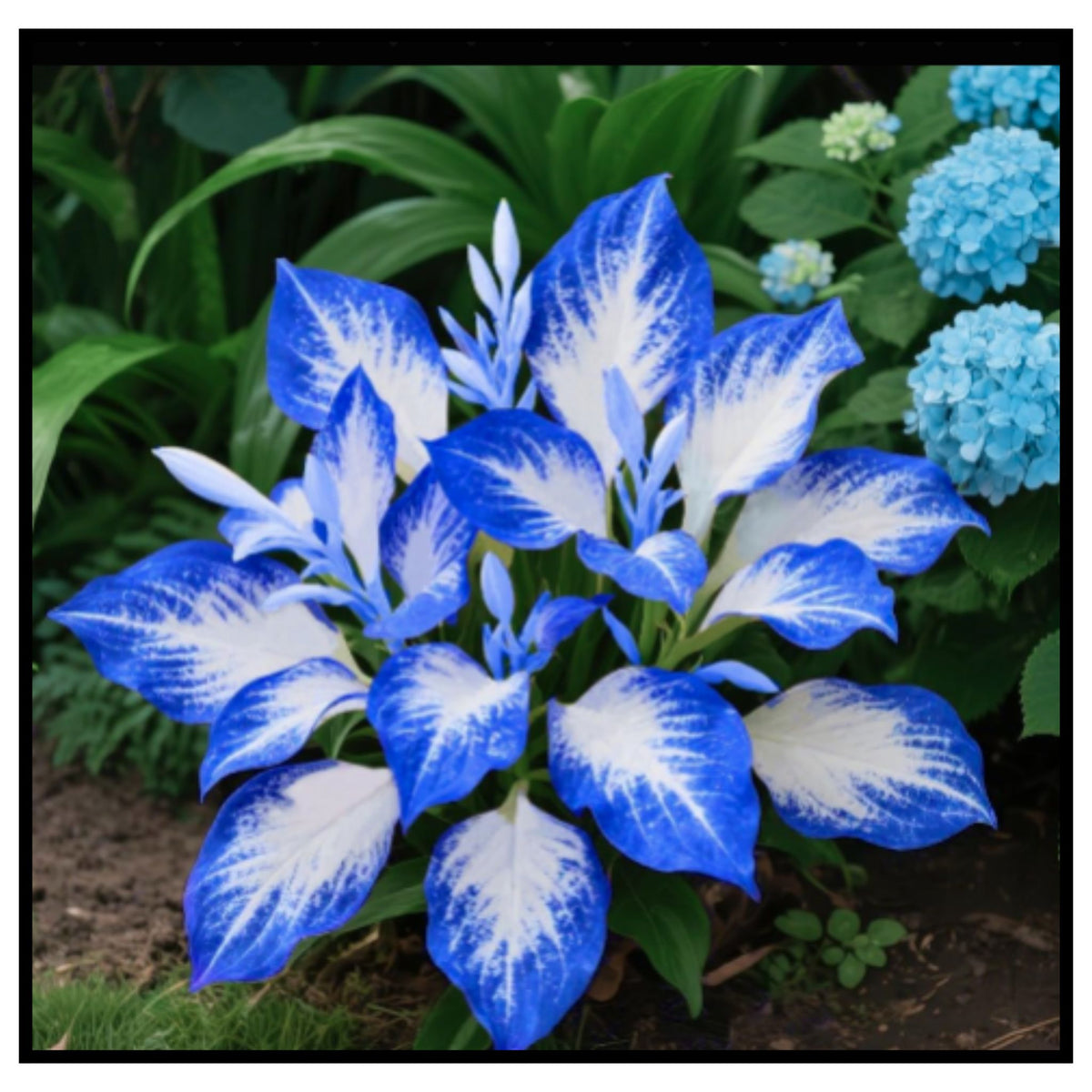 Mixed Hosta Seeds for Planting Outdoors