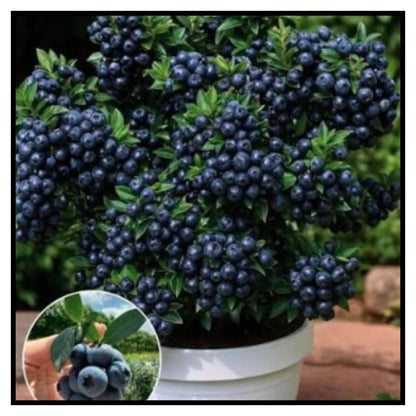 Giant Blueberry Fruits seeds Pack of 1 with plant growth supplement