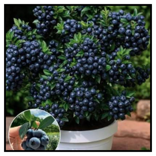 Giant Blueberry Fruits seeds Pack of 1 with plant growth supplement