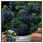 Giant Blueberry Fruits seeds Pack of 1 with plant growth supplement