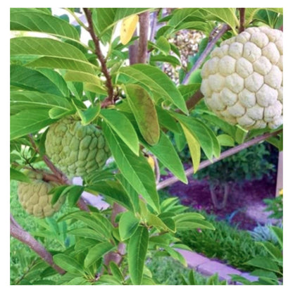 Custard Apple Super Green seeds