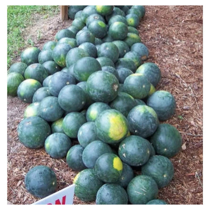 Golden Hills Farm Hybrid Watermelon Fruit Seeds