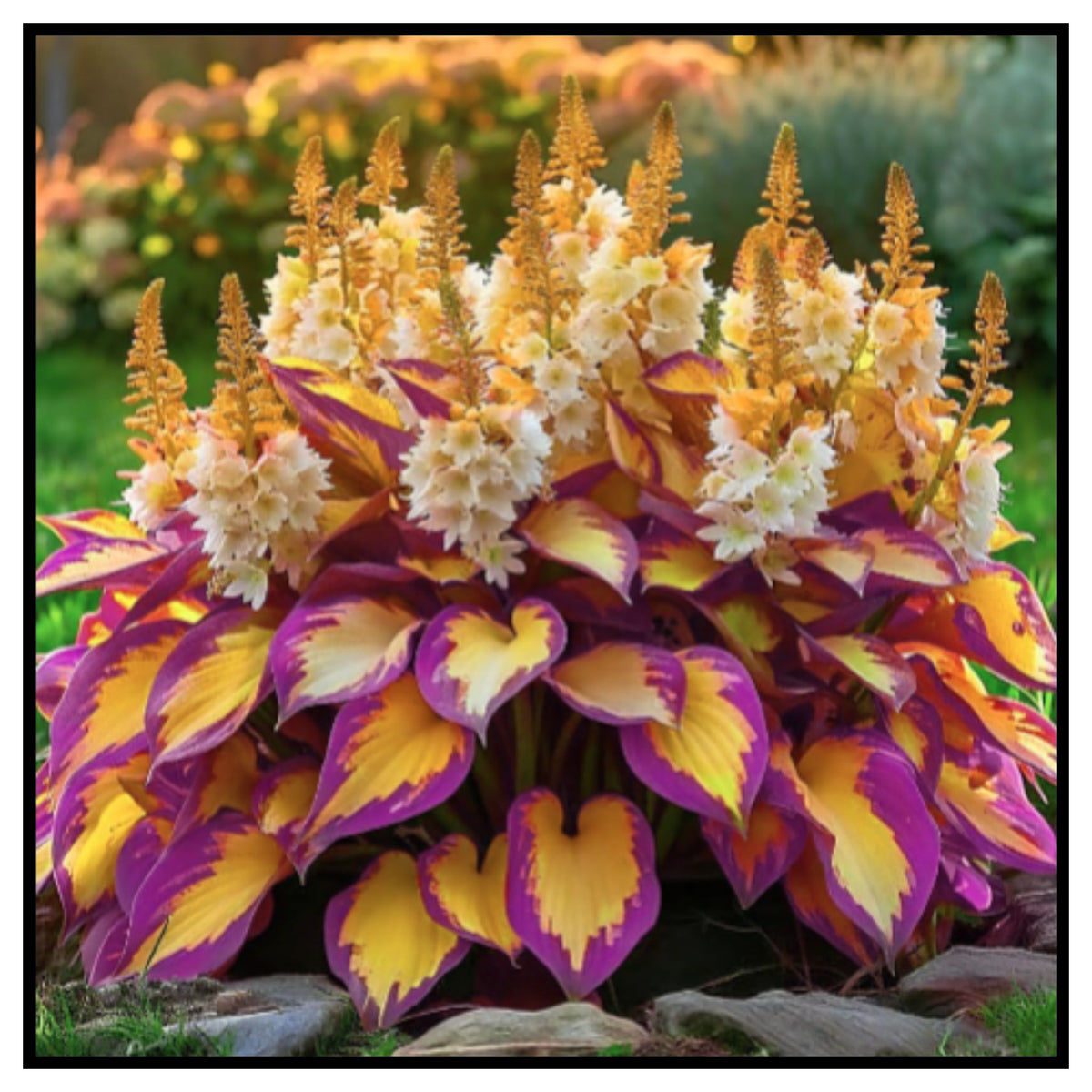 Mixed Hosta Seeds for Planting Outdoors