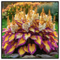 Mixed Hosta Seeds for Planting Outdoors