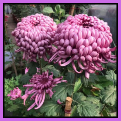 Giant Chrysanthemum Seeds