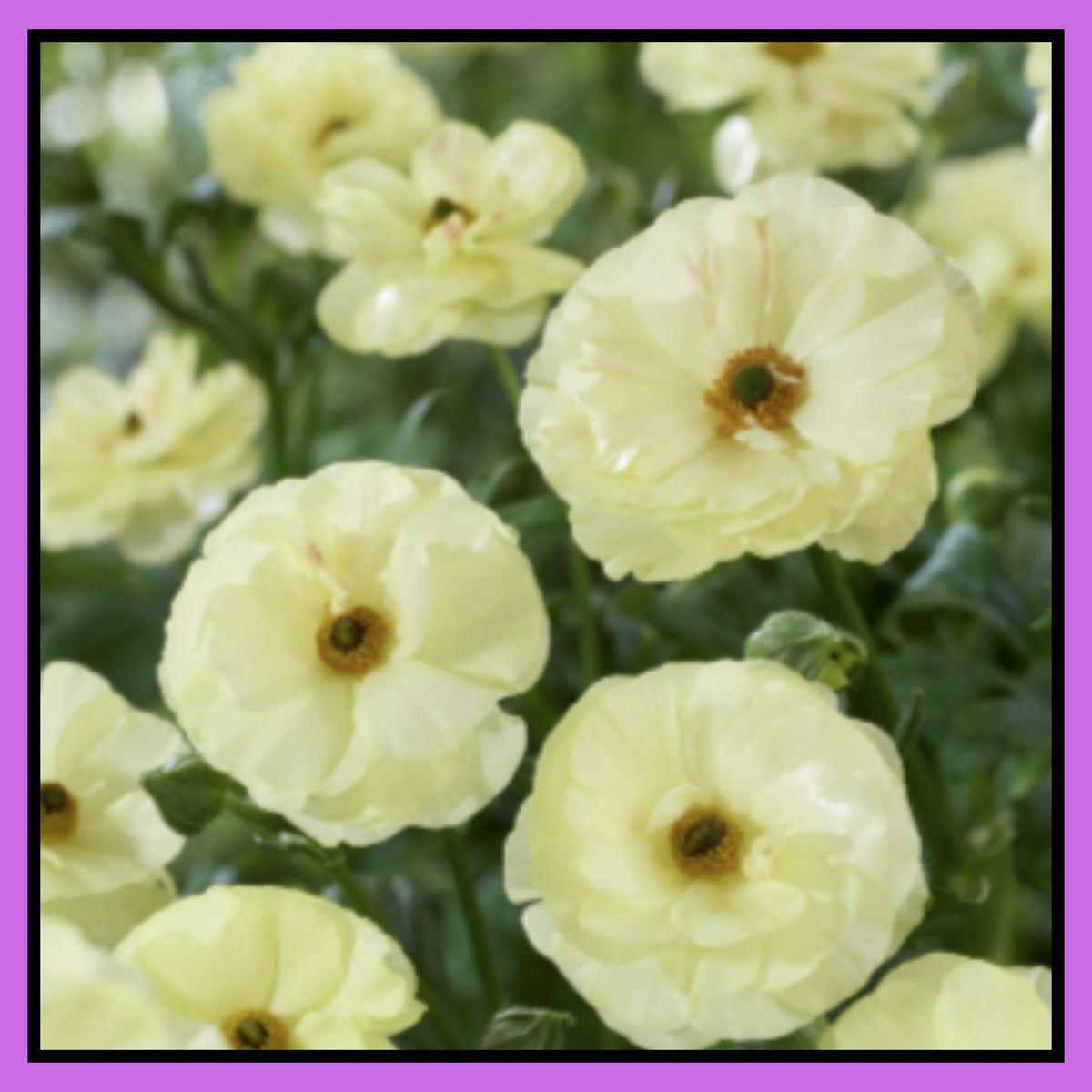 Double Moss Rose seeds + 100 grams Organic potmix Free