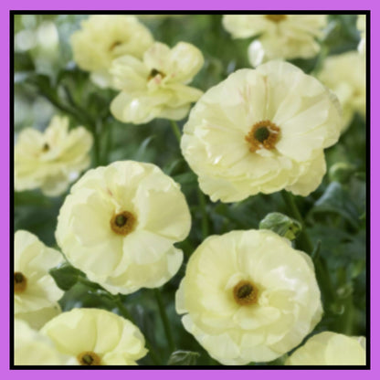 Double Moss Rose seeds + 100 grams Organic potmix Free