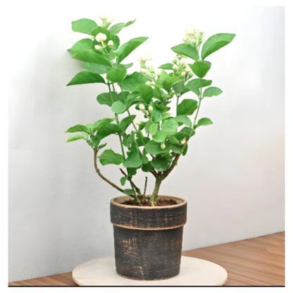 Jasmine Seeds (Pack of 1) with Plant growth serum