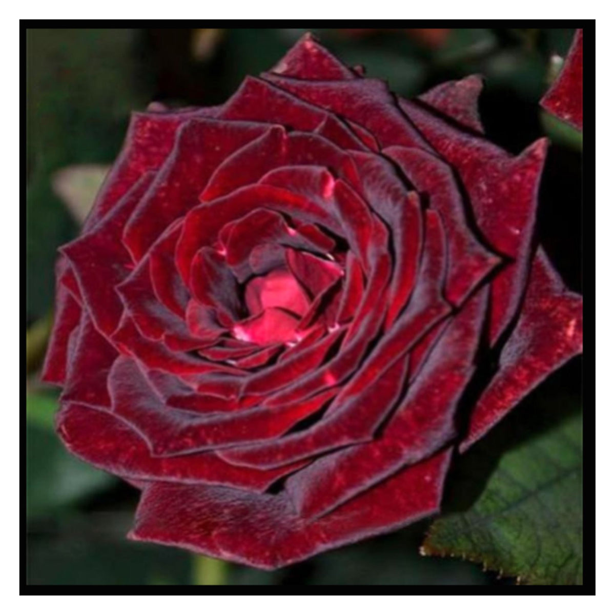 Blood Rose Seeds Red Black - Perennial - Authentic Seeds