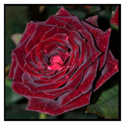 Blood Rose Seeds Red Black - Perennial - Authentic Seeds